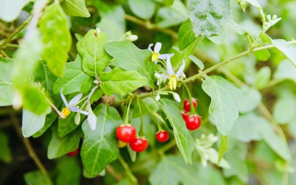 Sử dụng cà gai leo có tác dụng phụ không? 2